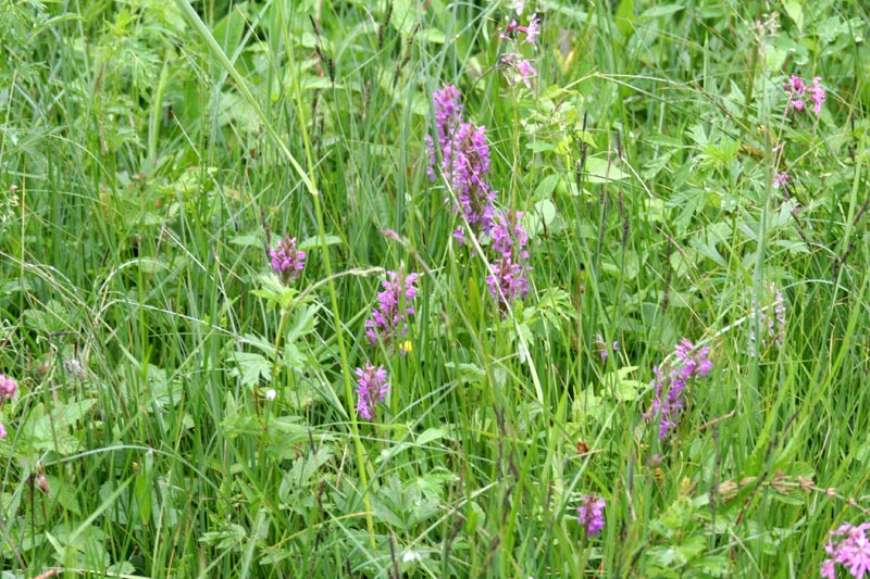 Killikus® Fotographie Killikus® Fotographie